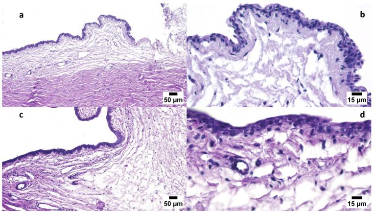 https://cdn.ncbi.nlm.nih.gov/pmc/blobs/8024/11359231/6c9813900a21/polymers-16-02240-g006.jpg