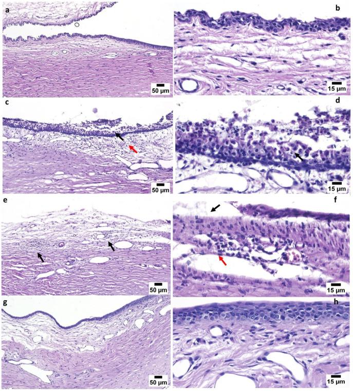 https://cdn.ncbi.nlm.nih.gov/pmc/blobs/8024/11359231/f63d5a5f231f/polymers-16-02240-g008.jpg