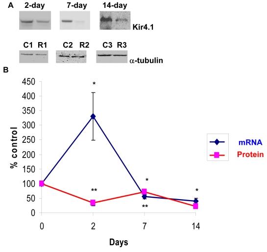 https://cdn.ncbi.nlm.nih.gov/pmc/blobs/8024/2831780/0e66cc67485f/mv-v16-330-f3.jpg