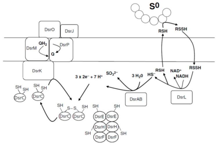 https://cdn.ncbi.nlm.nih.gov/pmc/blobs/8024/8232776/290b5d9d747f/ijms-22-06398-g004.jpg
