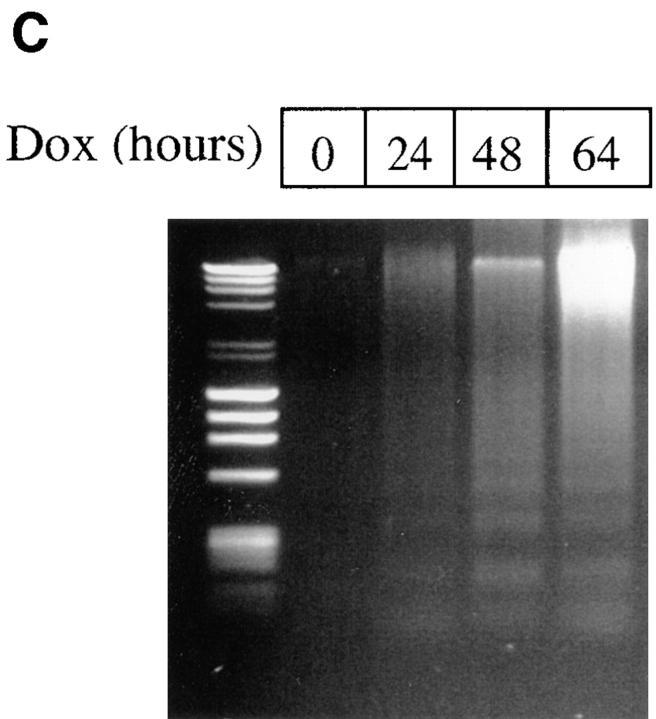https://cdn.ncbi.nlm.nih.gov/pmc/blobs/8025/2140159/04ae03ec5210/JCB29413.f3c.jpg
