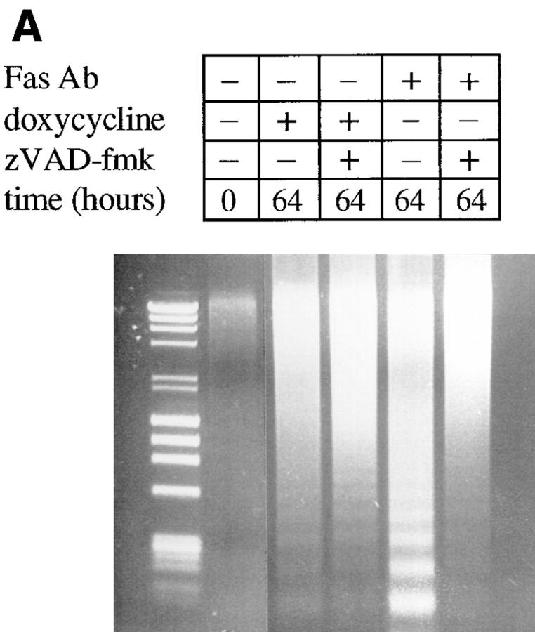 https://cdn.ncbi.nlm.nih.gov/pmc/blobs/8025/2140159/599e2a60a5ba/JCB29413.f5a.jpg