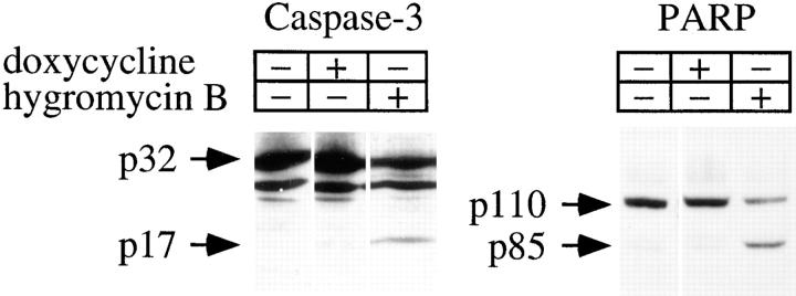 https://cdn.ncbi.nlm.nih.gov/pmc/blobs/8025/2140159/7be020b5c7a5/JCB29413.f4.jpg