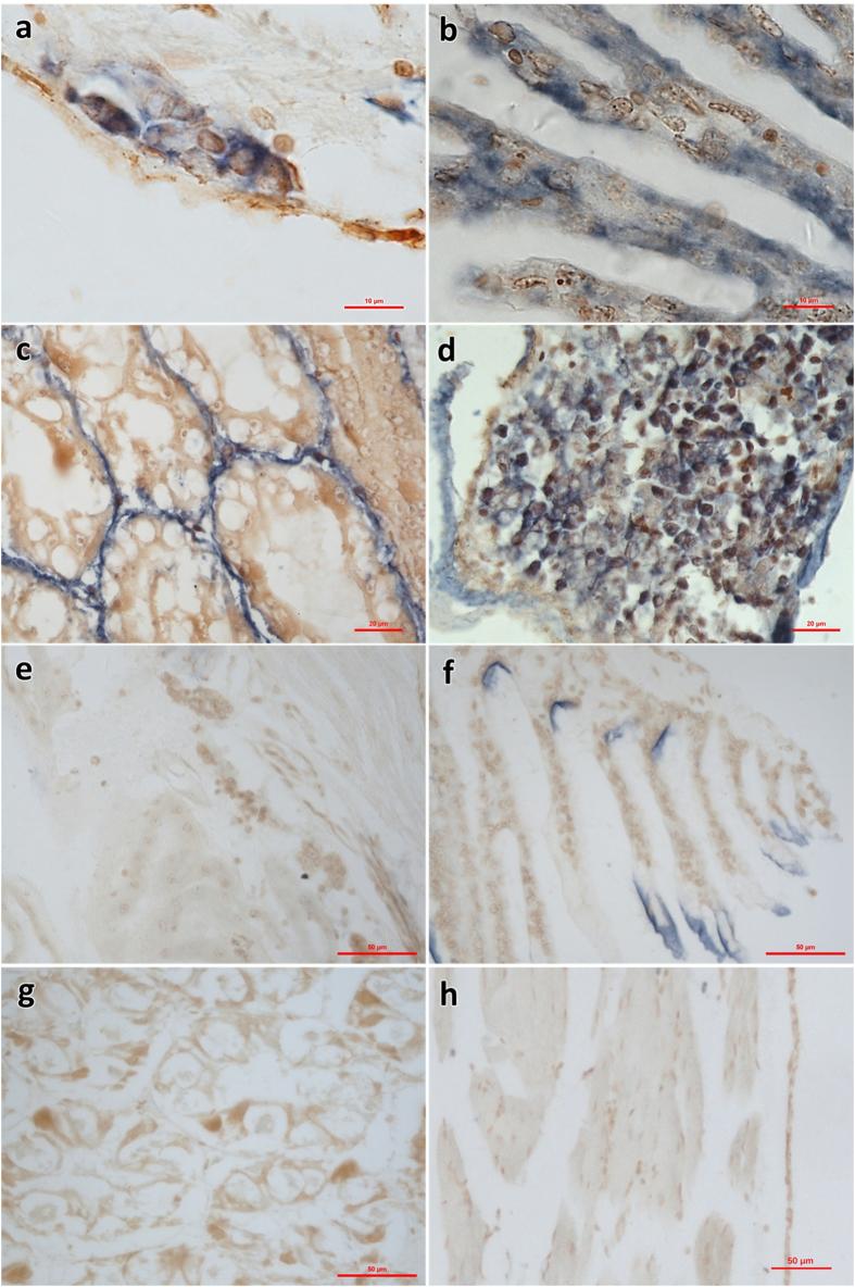 https://cdn.ncbi.nlm.nih.gov/pmc/blobs/8028/5605518/5bbb080f92d9/41598_2017_10738_Fig7_HTML.jpg