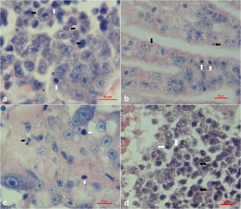 https://cdn.ncbi.nlm.nih.gov/pmc/blobs/8028/5605518/cfc1be658f7d/41598_2017_10738_Fig1_HTML.jpg