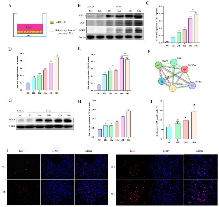 https://cdn.ncbi.nlm.nih.gov/pmc/blobs/802c/10855765/c92f10f5fab1/ijms-25-01442-g004.jpg