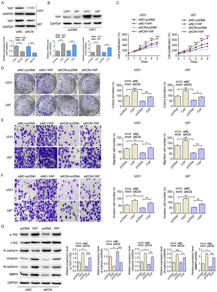 https://cdn.ncbi.nlm.nih.gov/pmc/blobs/802d/7595660/701c4b789e83/IJMM-46-06-1983-g02.jpg