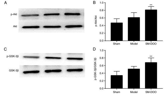 https://cdn.ncbi.nlm.nih.gov/pmc/blobs/8031/6192790/64f3854c0a30/IJMM-42-05-2628-g08.jpg