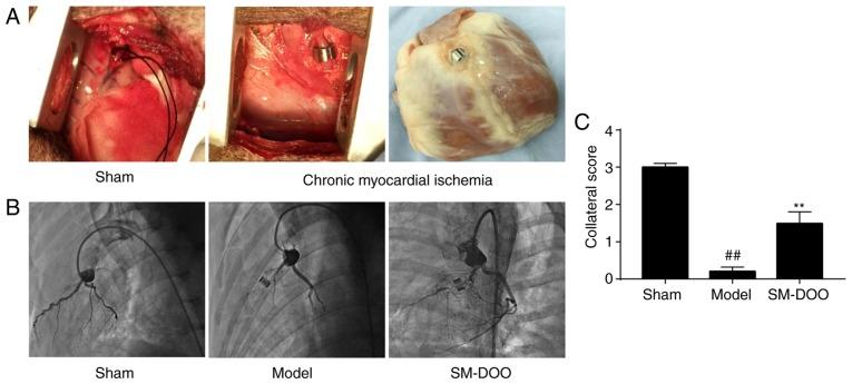 https://cdn.ncbi.nlm.nih.gov/pmc/blobs/8031/6192790/a200672498e7/IJMM-42-05-2628-g01.jpg