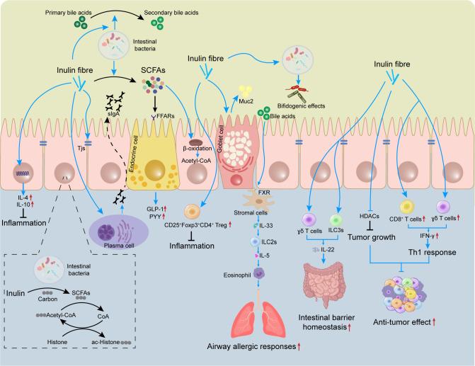 https://cdn.ncbi.nlm.nih.gov/pmc/blobs/8037/10449545/92f342be6b12/fimmu-14-1224092-g001.jpg