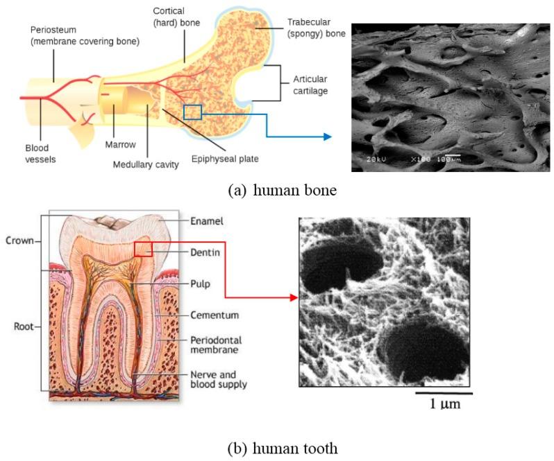 https://cdn.ncbi.nlm.nih.gov/pmc/blobs/8039/6164106/729999fdf961/materials-11-01716-g005.jpg