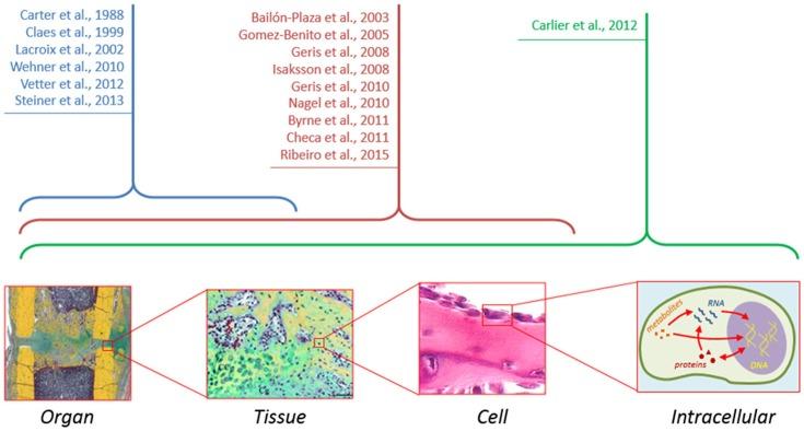 https://cdn.ncbi.nlm.nih.gov/pmc/blobs/8043/5420595/a2034b11be8f/fphys-08-00287-g0002.jpg