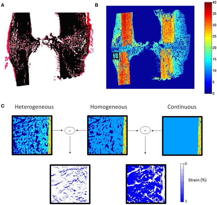 https://cdn.ncbi.nlm.nih.gov/pmc/blobs/8043/5420595/ad34668504f1/fphys-08-00287-g0001.jpg