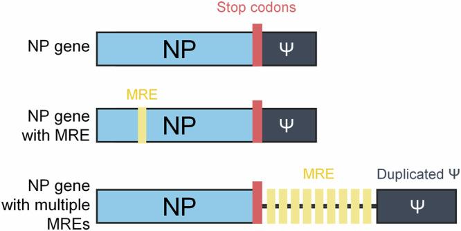 https://cdn.ncbi.nlm.nih.gov/pmc/blobs/8046/12391339/464e625f936d/41541_2025_1255_Fig7_HTML.jpg