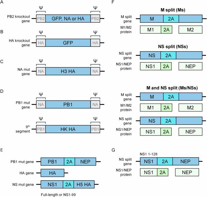 https://cdn.ncbi.nlm.nih.gov/pmc/blobs/8046/12391339/6a4b5ed74e7e/41541_2025_1255_Fig5_HTML.jpg