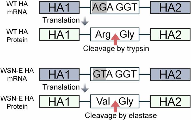 https://cdn.ncbi.nlm.nih.gov/pmc/blobs/8046/12391339/74cbb26c070f/41541_2025_1255_Fig6_HTML.jpg