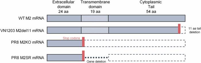 https://cdn.ncbi.nlm.nih.gov/pmc/blobs/8046/12391339/ad461a2a3967/41541_2025_1255_Fig4_HTML.jpg