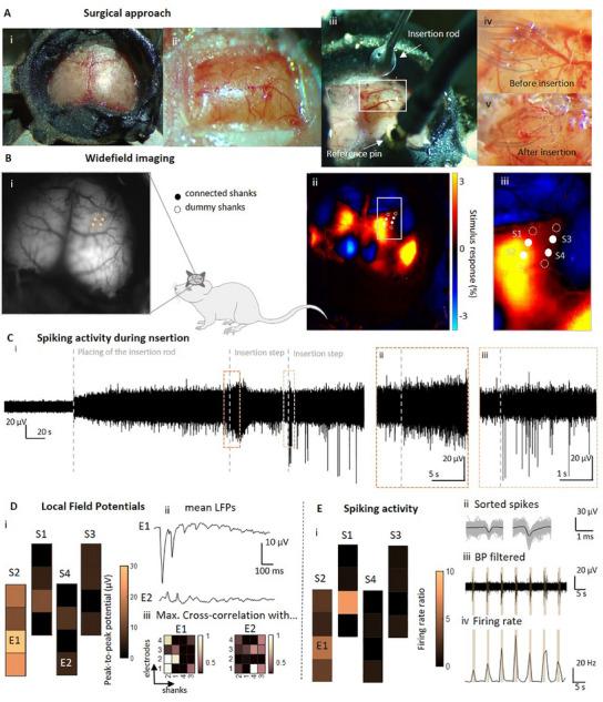 https://cdn.ncbi.nlm.nih.gov/pmc/blobs/8048/12177860/045e7c0a9d7f/ADMA-37-2418524-g002.jpg