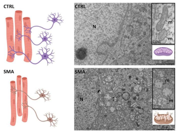 https://cdn.ncbi.nlm.nih.gov/pmc/blobs/8049/7794999/7d1cf72118f3/ijms-22-00136-g002.jpg