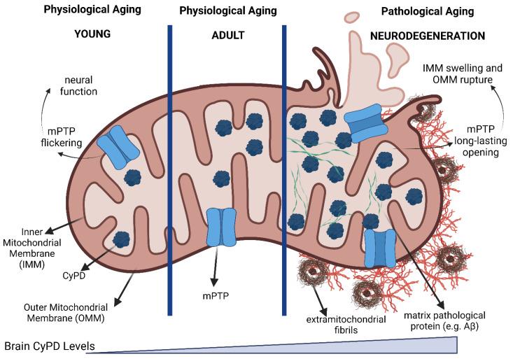 https://cdn.ncbi.nlm.nih.gov/pmc/blobs/804a/10452829/28397731d1dd/biomolecules-13-01265-g005.jpg