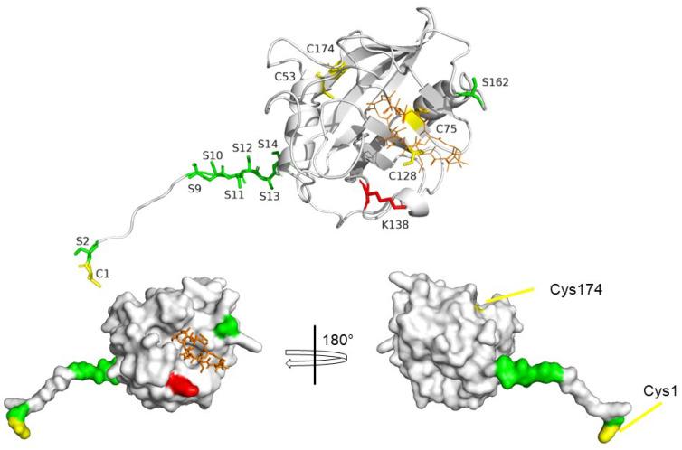 https://cdn.ncbi.nlm.nih.gov/pmc/blobs/804a/10452829/2bc53280dd7b/biomolecules-13-01265-g004.jpg