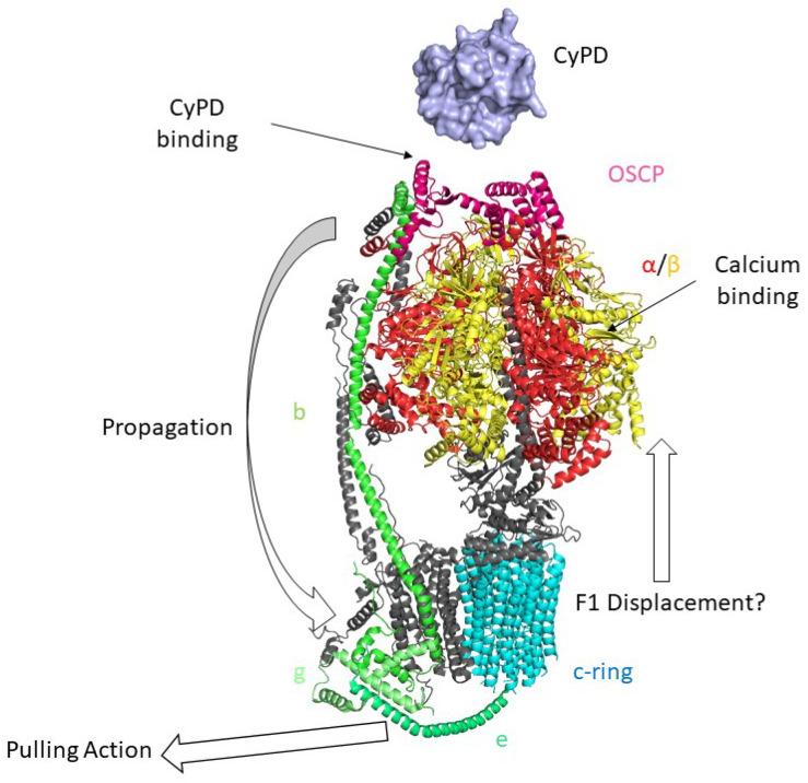 https://cdn.ncbi.nlm.nih.gov/pmc/blobs/804a/10452829/304cd499de70/biomolecules-13-01265-g003.jpg