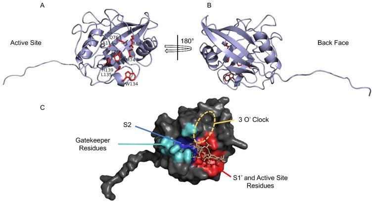 https://cdn.ncbi.nlm.nih.gov/pmc/blobs/804a/10452829/bd85bcb1a2ec/biomolecules-13-01265-g002.jpg