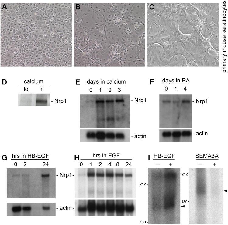 https://cdn.ncbi.nlm.nih.gov/pmc/blobs/804e/4074450/82971c280005/nihms580988f7.jpg