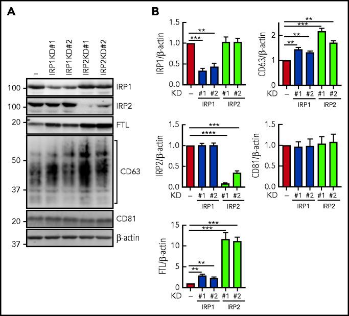 https://cdn.ncbi.nlm.nih.gov/pmc/blobs/8055/8667049/9be48c9a1566/bloodBLD2021010995f4.jpg