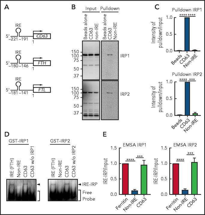 https://cdn.ncbi.nlm.nih.gov/pmc/blobs/8055/8667049/b9b511d3c831/bloodBLD2021010995f5.jpg