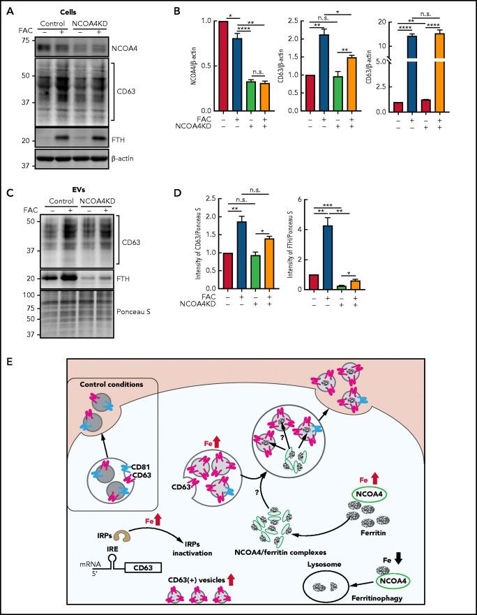 https://cdn.ncbi.nlm.nih.gov/pmc/blobs/8055/8667049/e24fb9cd1ed2/bloodBLD2021010995f7.jpg