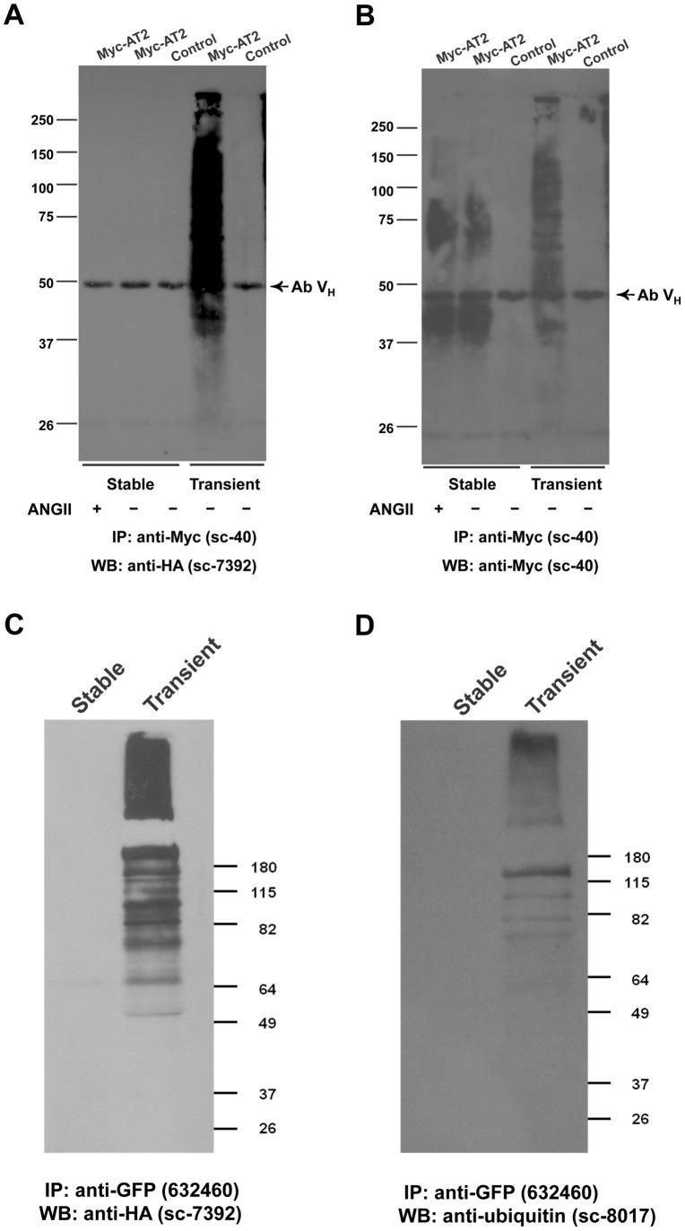 https://cdn.ncbi.nlm.nih.gov/pmc/blobs/8057/3466278/4fd9adf0e82f/pone.0047016.g005.jpg