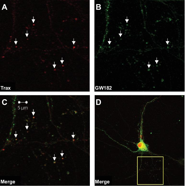 https://cdn.ncbi.nlm.nih.gov/pmc/blobs/805c/5606845/1f9cec005362/elife-27872-fig2.jpg