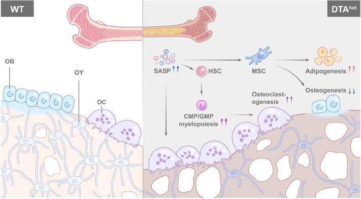 https://cdn.ncbi.nlm.nih.gov/pmc/blobs/8061/9678362/abb5eda4b662/elife-81480-fig7.jpg