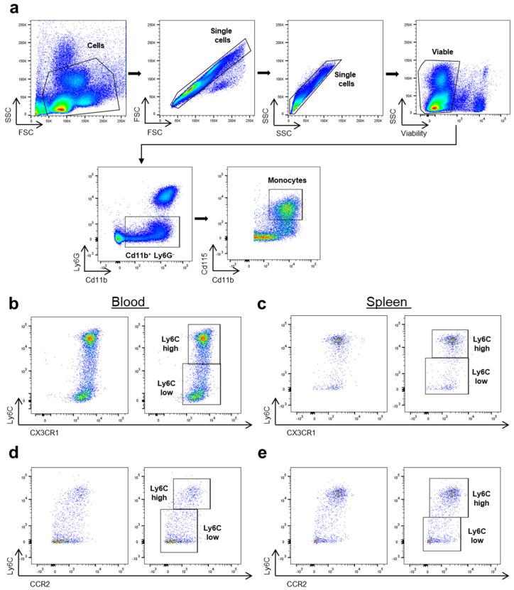 https://cdn.ncbi.nlm.nih.gov/pmc/blobs/8062/11119841/b02b9ea382f5/cells-13-00819-g001.jpg