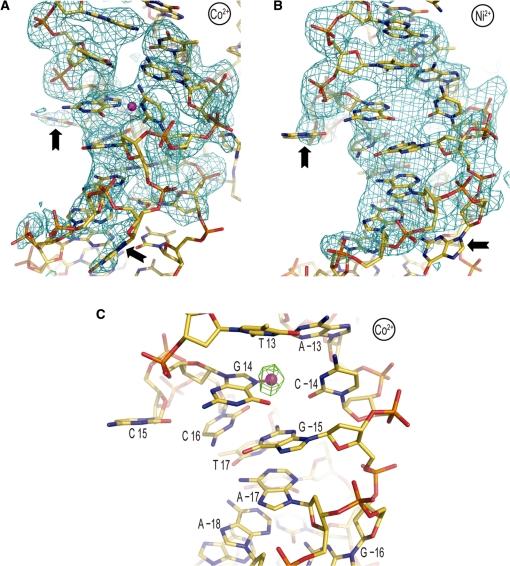 https://cdn.ncbi.nlm.nih.gov/pmc/blobs/8062/2952864/a0043e3ffb81/gkq420f2.jpg