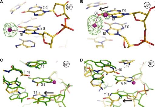 https://cdn.ncbi.nlm.nih.gov/pmc/blobs/8062/2952864/af3906809862/gkq420f3.jpg
