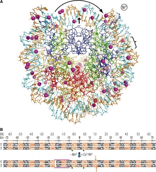 https://cdn.ncbi.nlm.nih.gov/pmc/blobs/8062/2952864/ea6e8d107821/gkq420f1.jpg