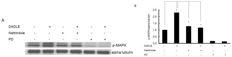https://cdn.ncbi.nlm.nih.gov/pmc/blobs/8064/3821661/c76129ee454e/ijms-14-21114f7.jpg