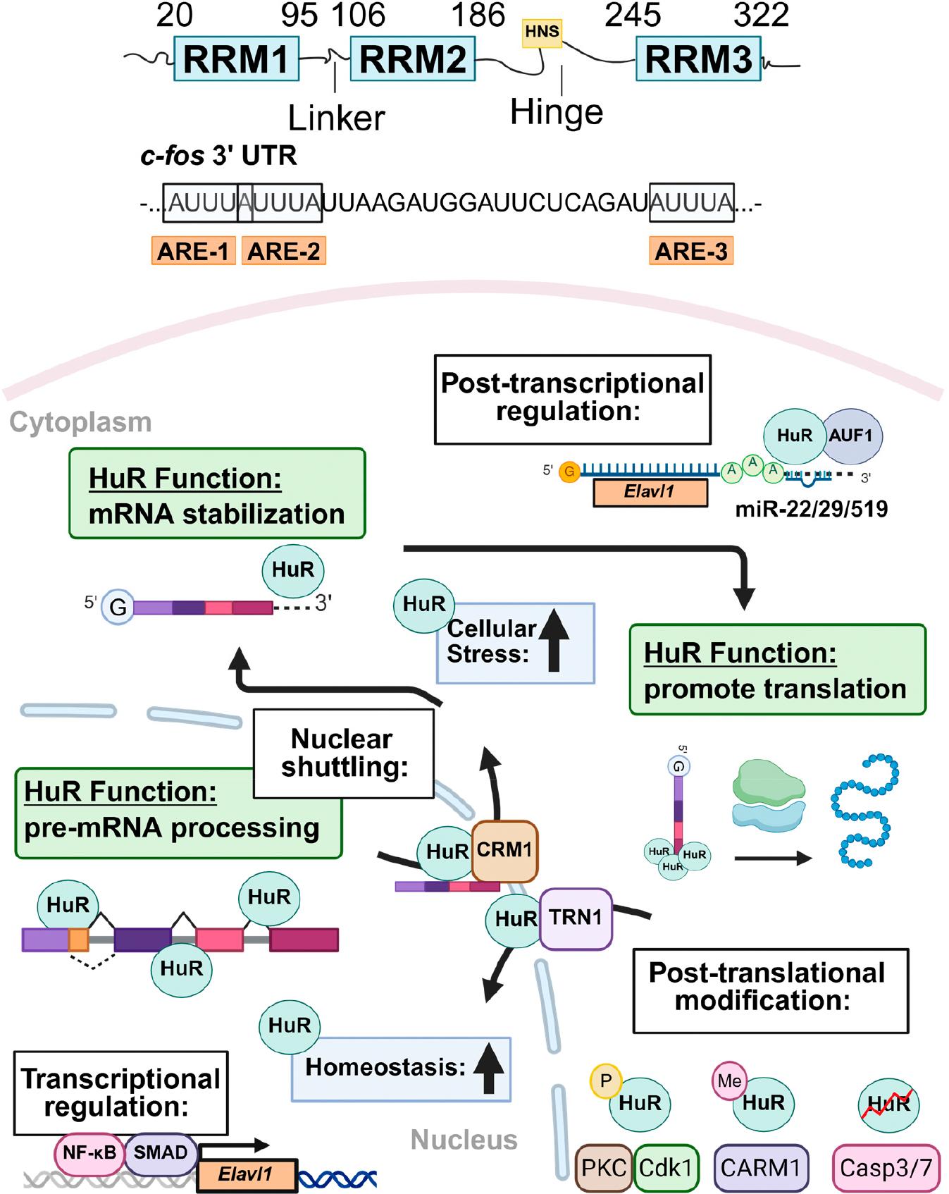 https://cdn.ncbi.nlm.nih.gov/pmc/blobs/8065/12341429/13a8465a9261/nihms-2100299-f0001.jpg