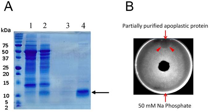 https://cdn.ncbi.nlm.nih.gov/pmc/blobs/806a/5514056/681752223221/41598_2017_6068_Fig3_HTML.jpg