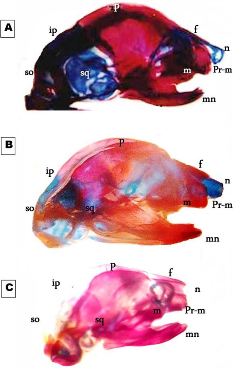 https://cdn.ncbi.nlm.nih.gov/pmc/blobs/806c/10104942/8c564b81359b/11356_2023_25661_Fig4_HTML.jpg