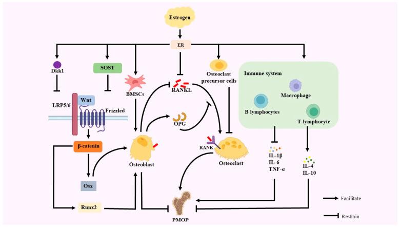 https://cdn.ncbi.nlm.nih.gov/pmc/blobs/806c/12108454/4089561c36bb/antioxidants-14-00605-g001.jpg