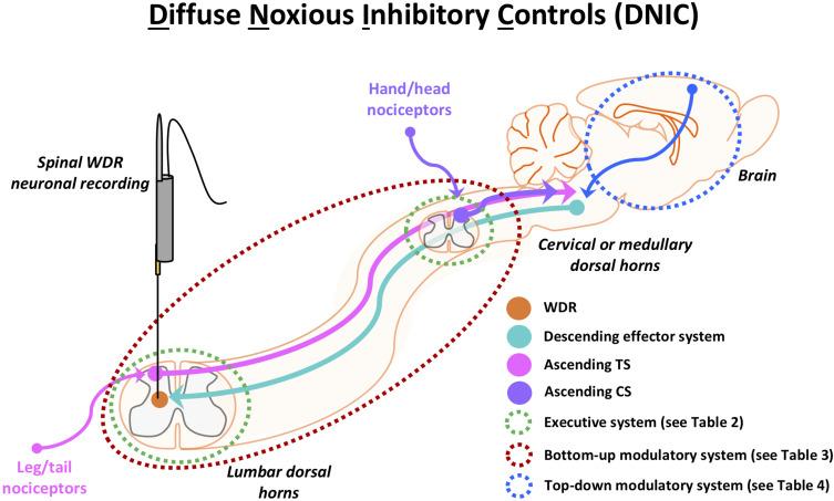 https://cdn.ncbi.nlm.nih.gov/pmc/blobs/806d/8068490/7b9d1f21904d/JPR-14-1083-g0002.jpg