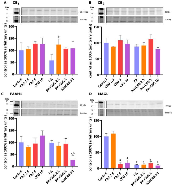 https://cdn.ncbi.nlm.nih.gov/pmc/blobs/8071/12249120/778fa60f628d/cells-14-00998-g007.jpg