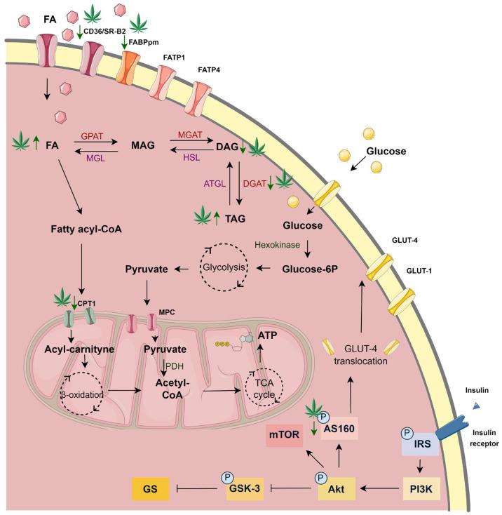 https://cdn.ncbi.nlm.nih.gov/pmc/blobs/8071/12249120/dc7008a1589b/cells-14-00998-g008.jpg