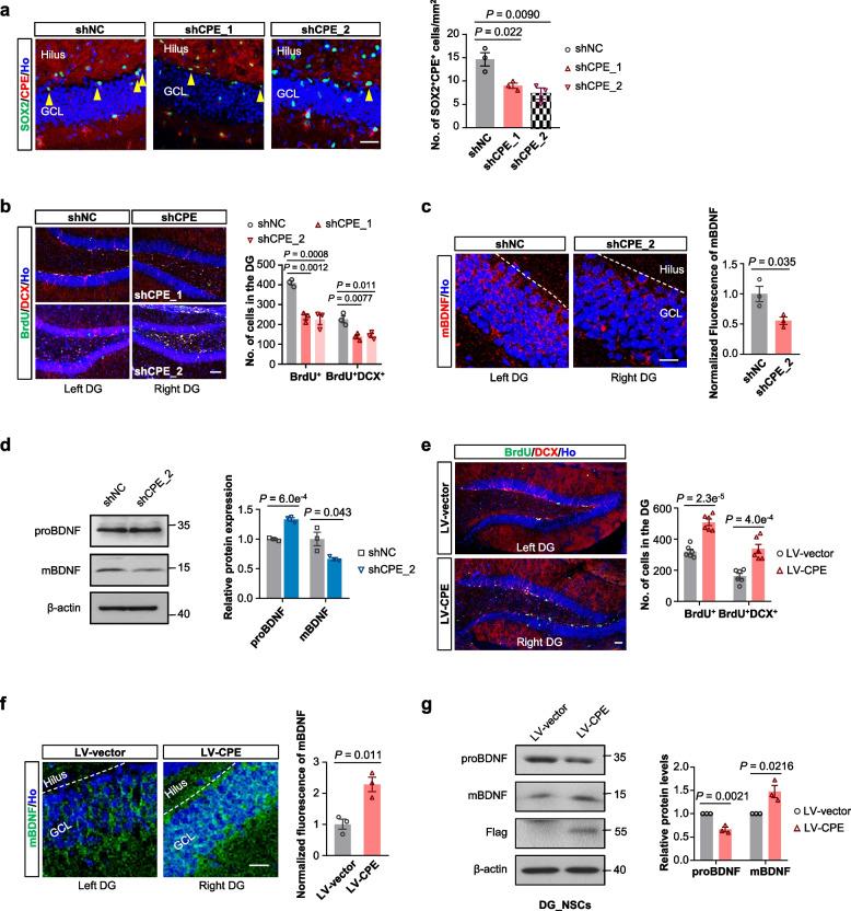 https://cdn.ncbi.nlm.nih.gov/pmc/blobs/8073/11046780/2fc9085c0702/40035_2024_414_Fig2_HTML.jpg