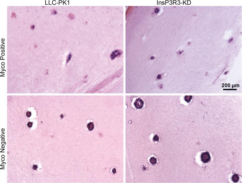 https://cdn.ncbi.nlm.nih.gov/pmc/blobs/8075/4368695/e79575f0c55a/pone.0120097.g003.jpg