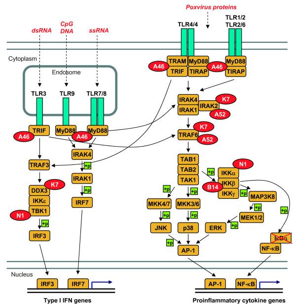https://cdn.ncbi.nlm.nih.gov/pmc/blobs/807b/2907574/6afe89ccb1c1/1743-422X-7-59-4.jpg
