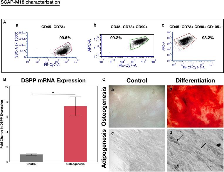 https://cdn.ncbi.nlm.nih.gov/pmc/blobs/807b/8044745/2cf667fa2068/fphys-12-653661-g002.jpg